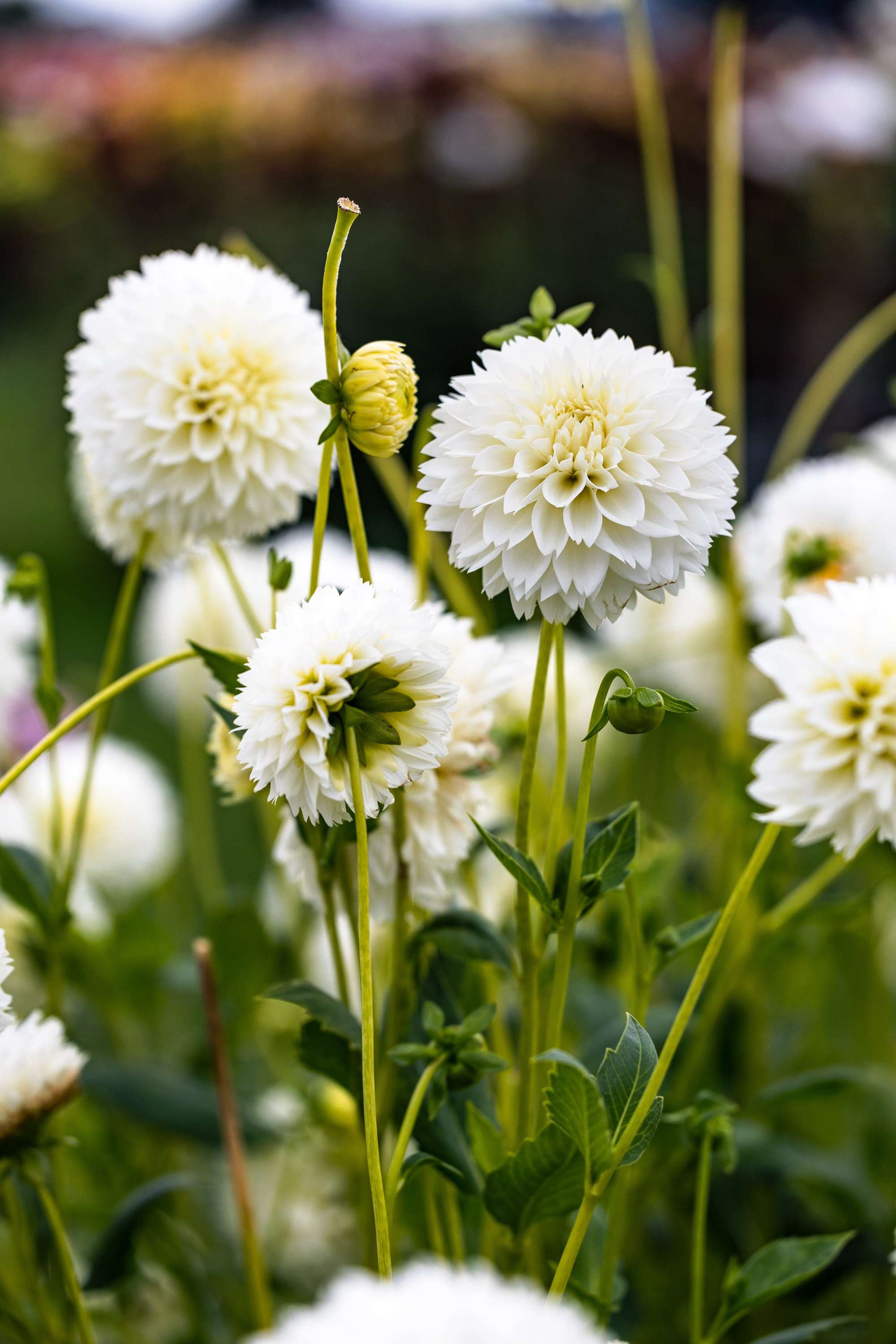 Dahlia 'Myama Fubuki'